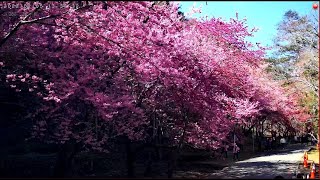 武陵農場 - 京華吊橋櫻花林
