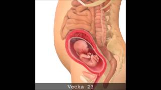 Se barnet och magen växa!