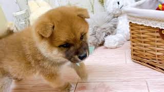 柴犬の動画01