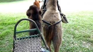 Gia dinh chuot coi lac da - 11/19/2011