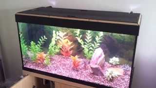 Download lagu Fluval roma 200 and the JBL cristalprofi e1501 mp3 Download lagu Fluval roma 200 and the JBL cristalprofi e1501 mp3