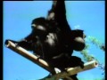 Classic Sesame Street A Clip Of Some Primates