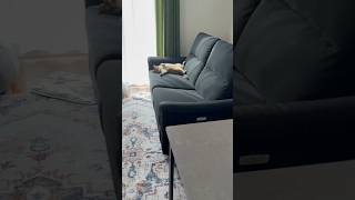足跡の犯人 #shorts