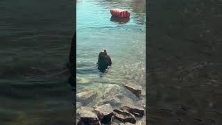 Sealions don’t care what you want to do🤣🤣 #cabosanlucasmexico #cruise #ncl #cruisenorwegian
