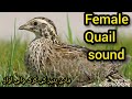 females common quail sound in hunting /by kathia plus tv
