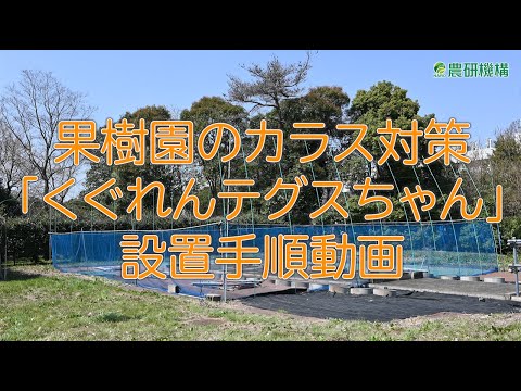 この春、苗木を鳥から守るにはどうすればよいでしょうか？羽のある鳥が若い植物を食べないようにするための 5 つのヒント  庭園