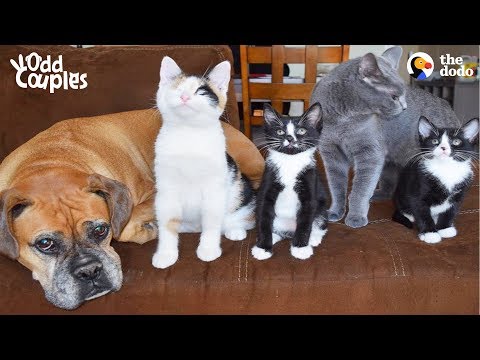 Dog And Cat Help Raise Foster Kittens Together | The Dodo Odd Couples