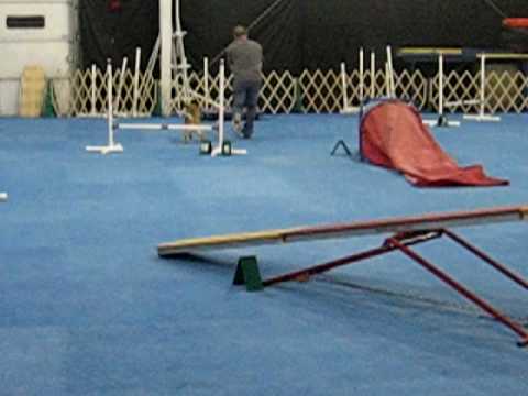 Bailey's Beginner Agility Class