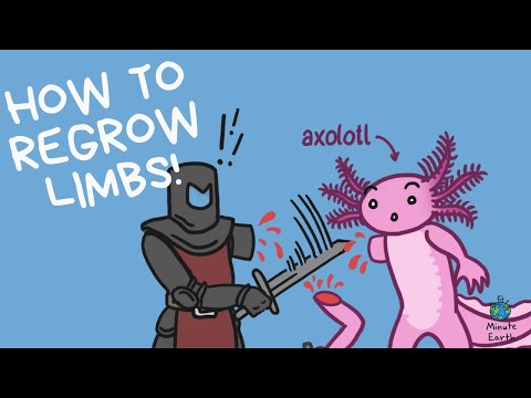 Axolotls, Science-Fiction Come To Life! | SCIENCE MINUTE