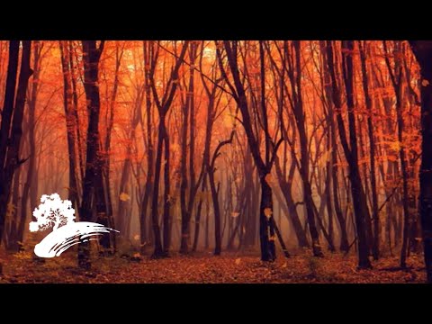 David Arkenstone (with The California String Quartet) - The Turning Of The Year [Fall Visualizer]