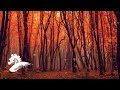 David Arkenstone (with The California String Quartet) - The Turning Of The Year [Fall Visualizer]