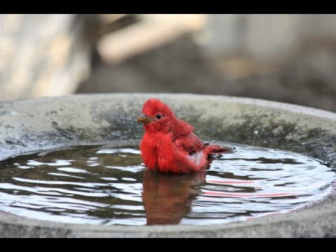 Live Bird Cam Cedar Hill TX
