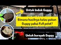 THE SIMPEST CARE FOR GUPPY FISH USING PELLET FEED