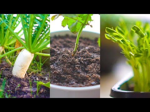Perfect Soil & Growing Medium for Organic Gardening Video