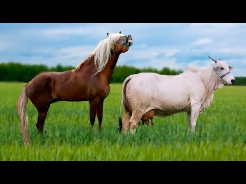 Animals Caught CROSS-BREEDING, Creating Whole New Species