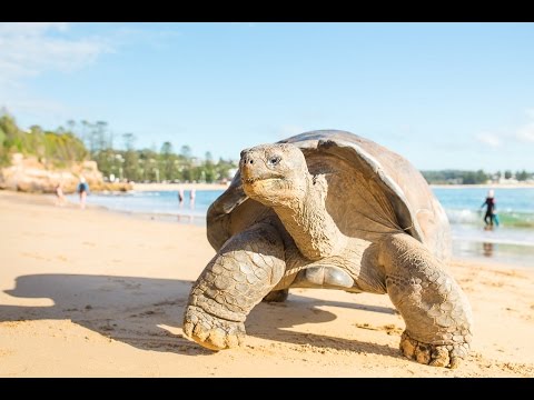 Australian Reptile Park