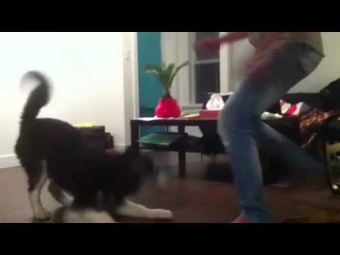 husky  attack training