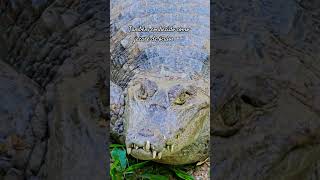 Jacaré Tinga #jacaré #animaisselvagens #animais #