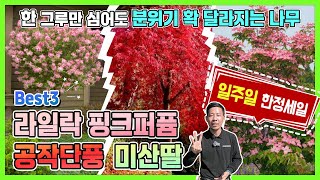 한 그루만 심어도 분위기 확 달라지는 나무! Best3  라일락 공작단풍 미산딸나무 일주일 한정세일