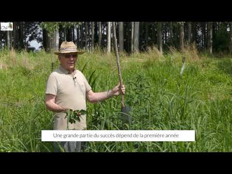 Gérer la végétation concurrente - version Sud-Ouest, Ouest