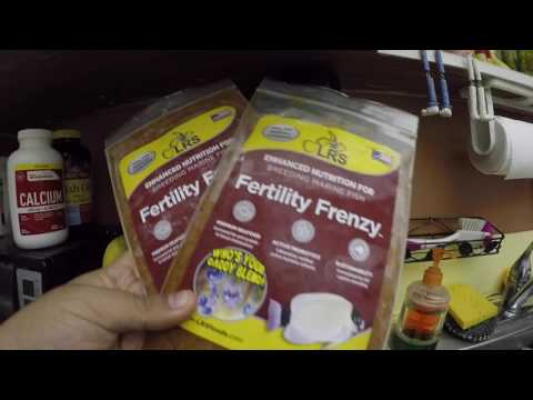 Clownfish Breeding Series - Food, Laying Eggs and More!