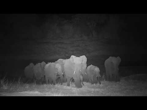 Djuma: Elephants with small ones - 23:39 - 06/05/19