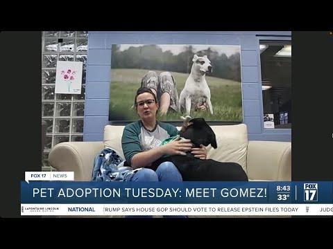 Pet Adoption Tuesday: meet Gomez! - YouTube