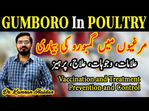 GUMBORO (IBD) DISEASE  IN POULTRY | SIGNS,SYMPTOMS,VACCINATION,TREATMENT | POULTRY FARMING
