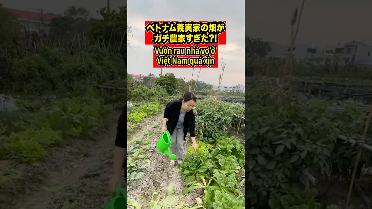 ベトナムの畑に連れて行かれた日本人の末路..  #日越夫婦 #ベトナム生活 #揚げ春巻き