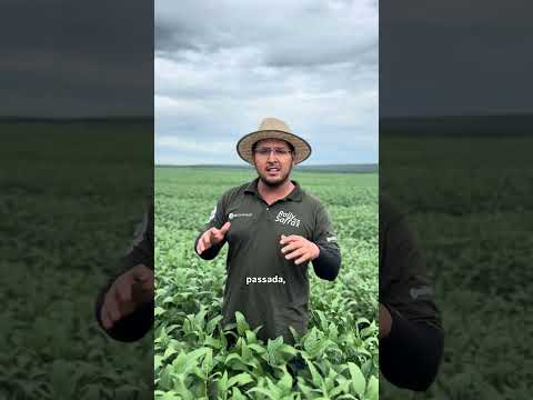 MOSCA-BRANCA NO MT | @rallydasafra