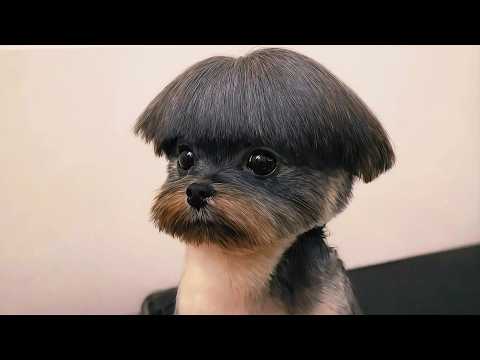 Funniest Animal Moments Across The Internet