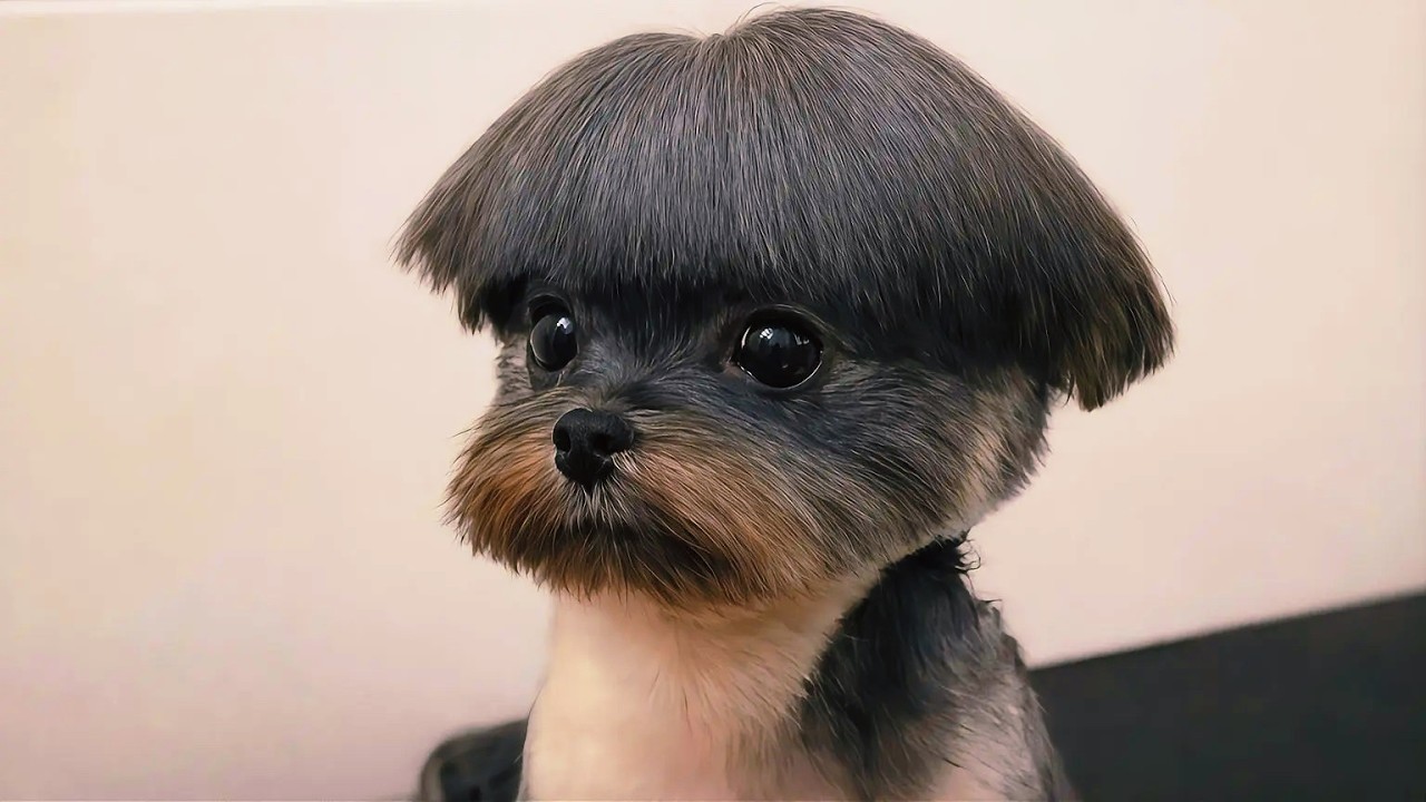 Funniest Animal Moments Across The Internet