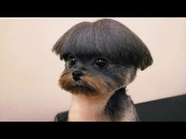 Funniest Animal Moments Across The Internet SDDEFAULT Thumbnail