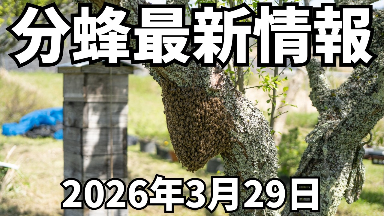 九州から関東まで分蜂が続々と！ニホンミツバチ分蜂状況解説！2026年3月29日 #分蜂マップ