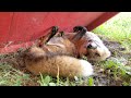 Finnegan Fox Acts Silly When I Get His Tail