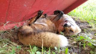 Finnegan Fox acts silly when I get his tail