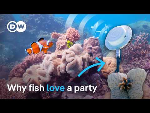 Can sound help coral reefs recover? | DW News