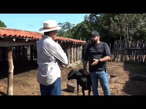 Criadores de caprinos em Batalha falam de cuidados com o rebanho 04 03 2023