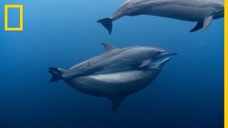 ¡DELFINES acróbatas! ¿Como se APAREAN los DELFINES ¡Sorprendente! | National Geographic en Español