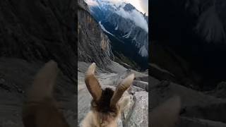 Mountain Goat POV: Exploring Rugged Peaks Like a Pro