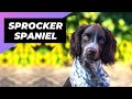 Sprocker Spaniel 🐶 One Of The Most Popular Crossbreed Dogs In The World #shorts
