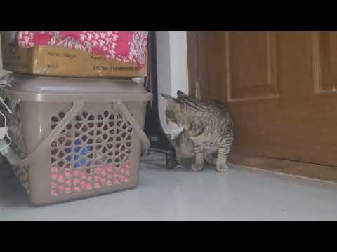 @chinkupumi #Cute SIMBA with CHITU lovely moments 