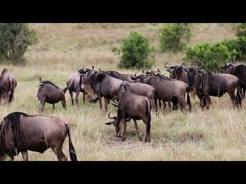 Forest animals living the Earth neture with wildlife neture video @Shravani-ms5ty