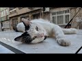 Very Cute And Friendly Tuxedo Cat