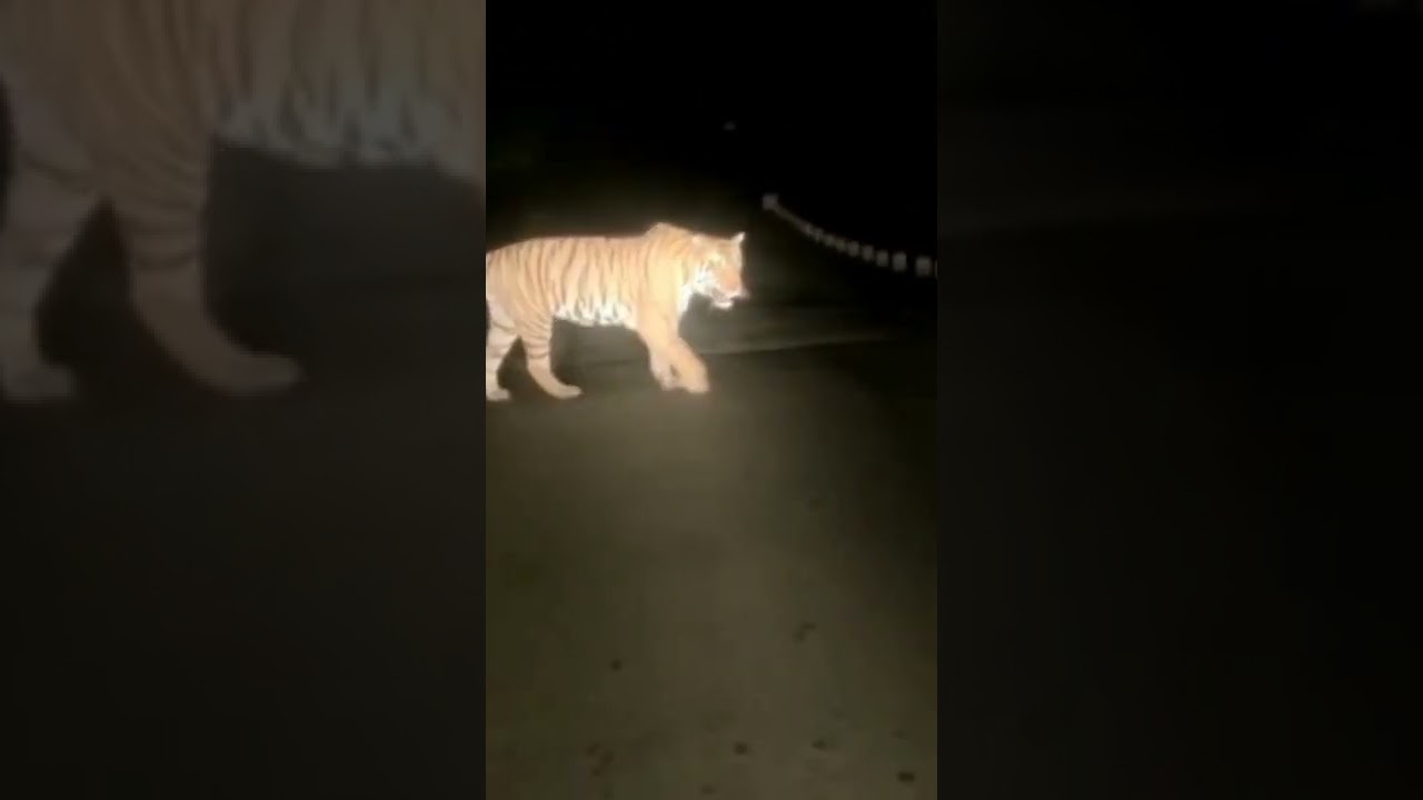 tiger attack| man eater