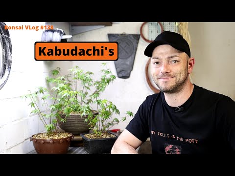 Mehrfachstamm, Kabudachi oder Clumpstyle von einem japanischen Fächerahorn | Bonsai VLog #138