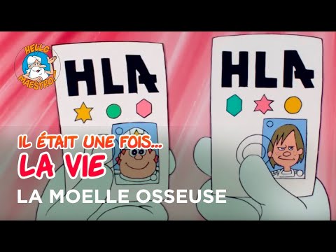Il était une fois... la Vie 🌱- La moelle osseuse 🍖