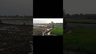 Download lagu KOHE KAMBING dan BIOSAKA mantul mp3