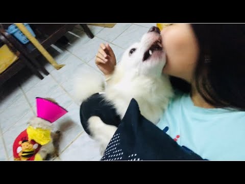 Call Your Dog When They’re Right Beside You Challenge ❤️