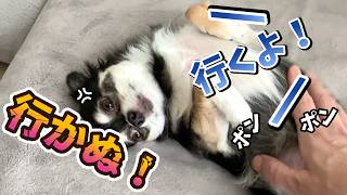 犬、今年最後の６mmバリカンサマーカット。 #犬との暮らし #チワワ #サマーカット #バリカン